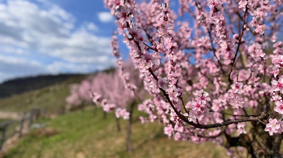 Die Natur erwacht im Rheingau schon im März - die ersten zarten Blüten zeigen sich. Foto: Müsel@Hotel im Schulhaus